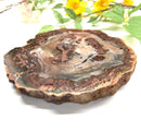Petrified Wood Polished Slices (Madagascar)