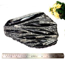 Orthoceras Cluster Plates with Metal Stand (Stability)