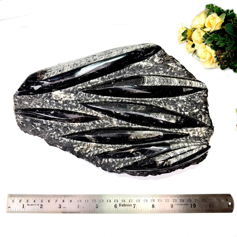 Orthoceras Cluster Plates with Metal Stand (Stability)