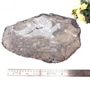 Orthoceras Cluster Plates with Metal Stand (Stability)