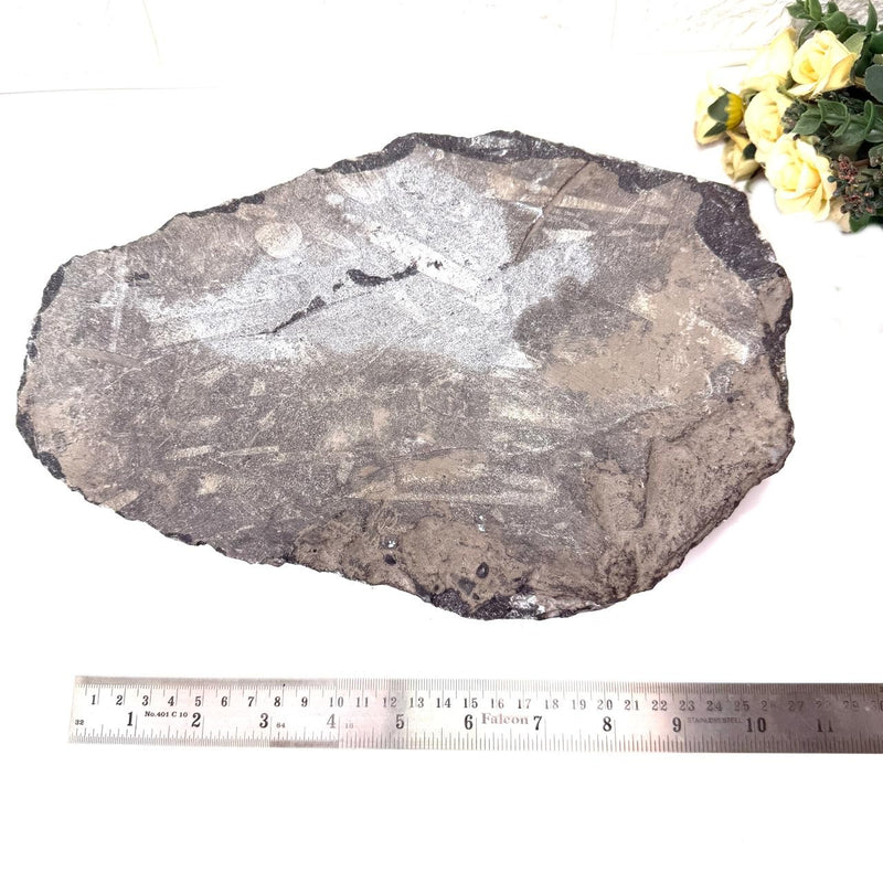 Orthoceras Cluster Plates with Metal Stand (Stability)