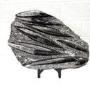 Orthoceras Cluster Plates with Metal Stand (Stability)