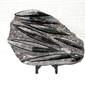 #Size_option a (2.16 kg)