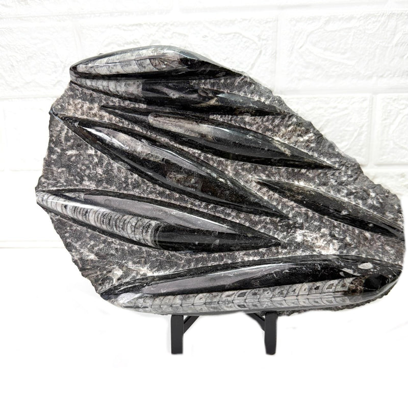 Orthoceras Cluster Plates with Metal Stand (Stability)