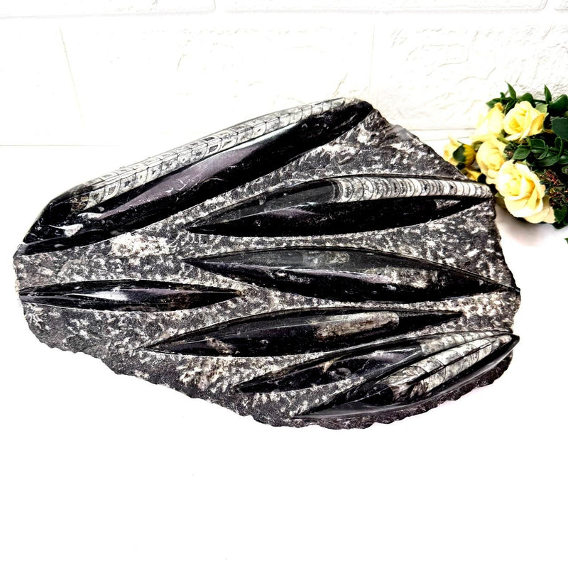 Orthoceras Cluster Plates with Metal Stand (Stability)