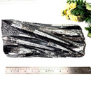 Orthoceras Cluster Plates with Metal Stand (Stability)