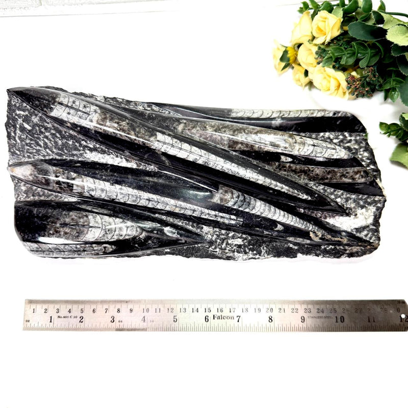 Orthoceras Cluster Plates with Metal Stand (Stability)