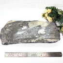 Orthoceras Cluster Plates with Metal Stand (Stability)