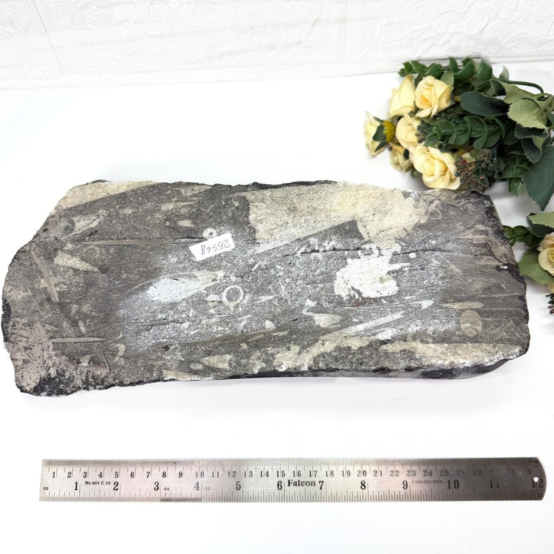 Orthoceras Cluster Plates with Metal Stand (Stability)