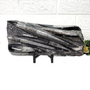 Orthoceras Cluster Plates with Metal Stand (Stability)