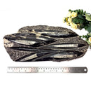 Orthoceras Cluster Plates with Metal Stand (Stability)