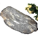 Orthoceras Cluster Plates with Metal Stand (Stability)