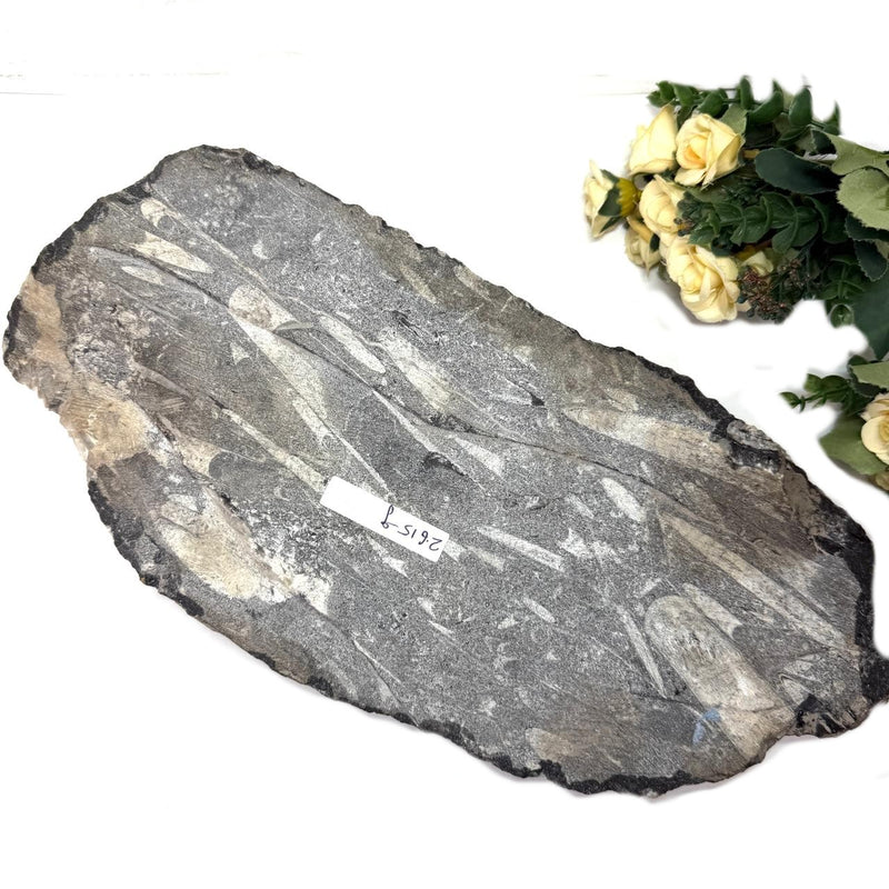 Orthoceras Cluster Plates with Metal Stand (Stability)