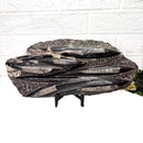 Orthoceras Cluster Plates with Metal Stand (Stability)