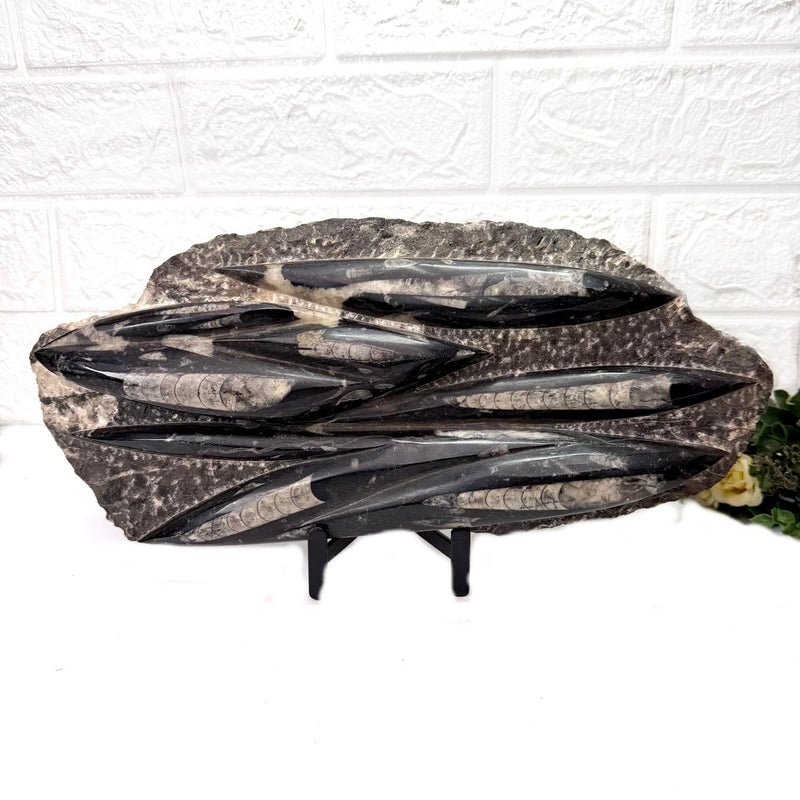 Orthoceras Cluster Plates with Metal Stand (Stability)