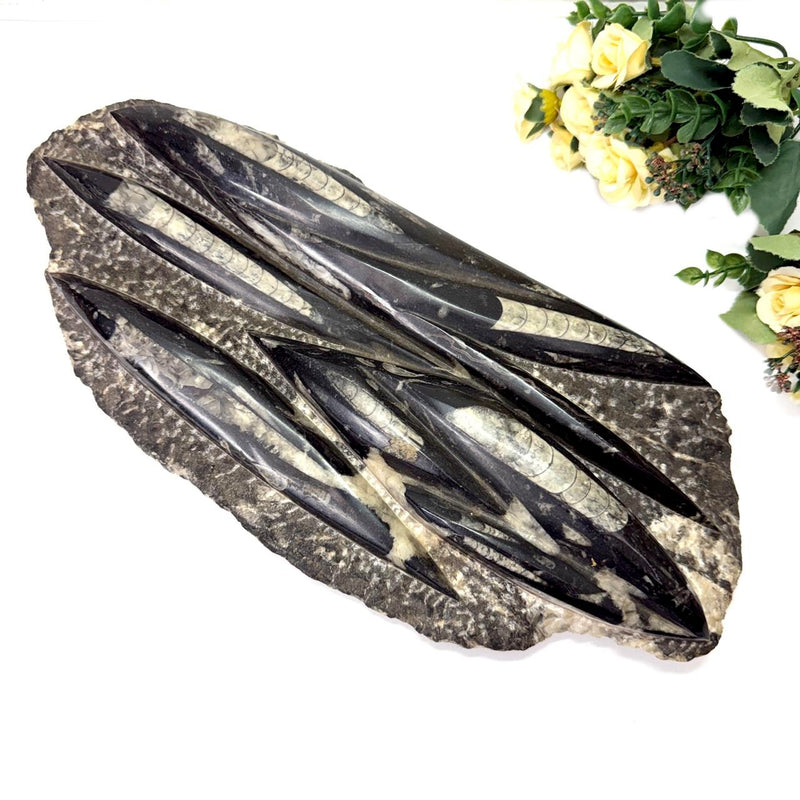 Orthoceras Cluster Plates with Metal Stand (Stability)