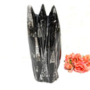 Orthoceras Cluster (Stability)