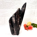 Orthoceras Cluster (Stability)