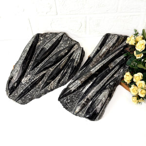 Orthoceras Cluster Plates with Metal Stand (Stability)