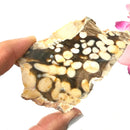 Peanut Wood Slices  (Stability)