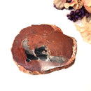 Petrified Wood Polished Slices (Madagascar)