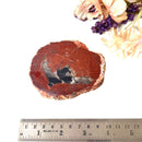 Petrified Wood Polished Slices (Madagascar)