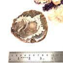 Petrified Wood Polished Slices (Madagascar)