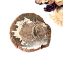 Petrified Wood Polished Slices (Madagascar)