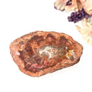 Petrified Wood Polished Slices (Madagascar)