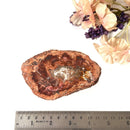 Petrified Wood Polished Slices (Madagascar)