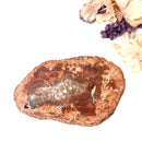 Petrified Wood Polished Slices (Madagascar)