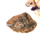 Petrified Wood Polished Slices (Madagascar)