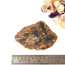 Petrified Wood Polished Slices (Madagascar)
