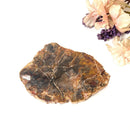 Petrified Wood Polished Slices (Madagascar)