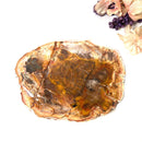 Petrified Wood Polished Slices (Madagascar)