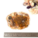 Petrified Wood Polished Slices (Madagascar)