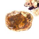 Petrified Wood Polished Slices (Madagascar)