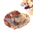 Petrified Wood Polished Slices (Madagascar)