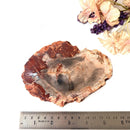 Petrified Wood Polished Slices (Madagascar)