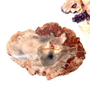 Petrified Wood Polished Slices (Madagascar)