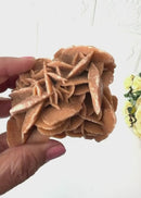 Brown Desert Rose Clusters