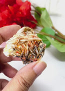 Red Vanadinite on Barite Matrix from Morocco