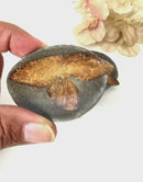 Glendonite - Calcite after Ikaite (Kola Peninsula, Russia)