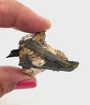 Aegirine Mineral Specimen (Transformation & Protection)