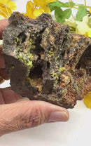 Pyromorphite on Matrix Specimen from Morocco (Achieve Goals)