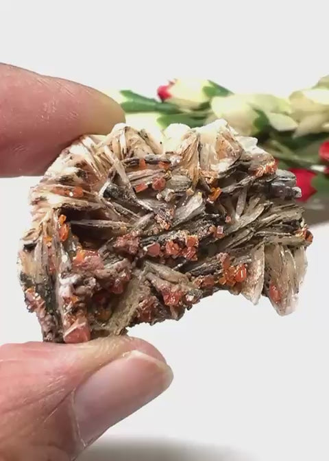 #Size_option a (25.4 g)