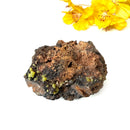 Pyromorphite on Matrix Specimen from Morocco (Achieve Goals)