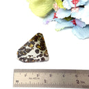 Seymchan Pallasite Meteorite from Russia (Spiritual Growth)