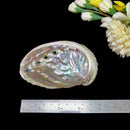 Abalone shell & White Shell