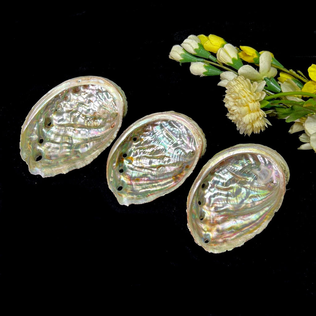 Shop Genuine Abalone Shell Online - Talk To Crystals